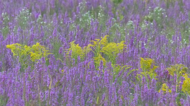 Natur pur an der Route Verte