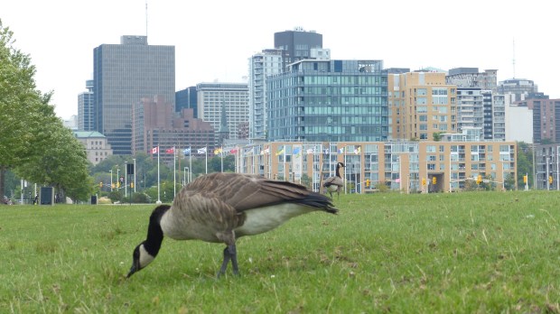 Und es gibt Kanada-Gaense, die ungeniert in der City grasen.